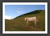 050710_LeBras_03