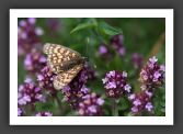 050710_LeBras_12