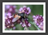 050710_LeBras_28