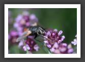 050710_LeBras_32