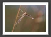 050710_LeBras_36