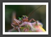 050710_LeBras_37