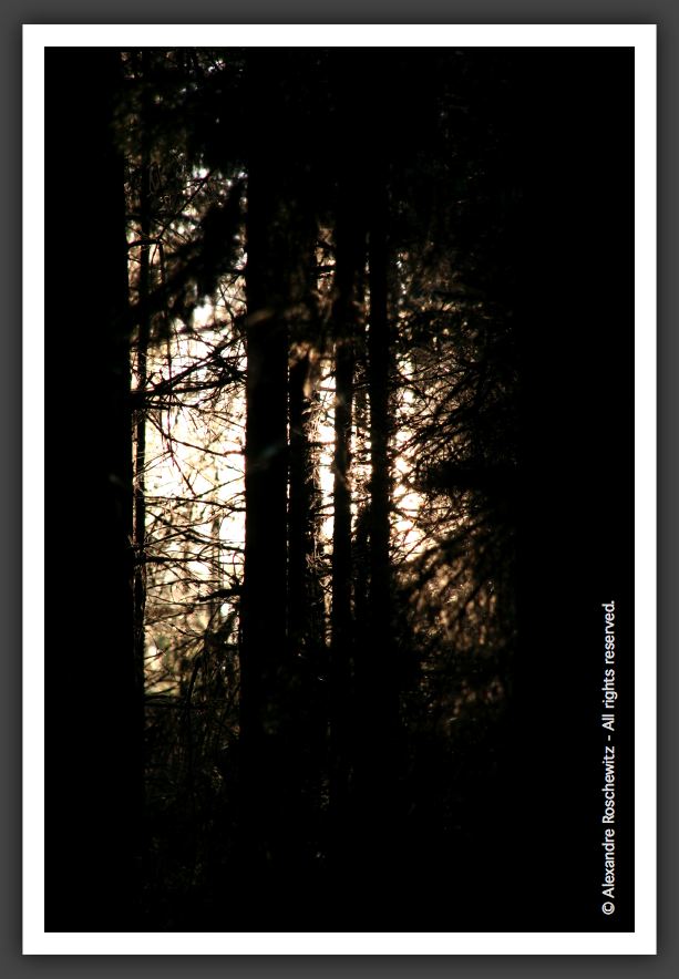 050902_ForetUniversite_16