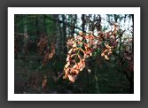 050902_ForetUniversite_15