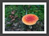 050902_ForetUniversite_17