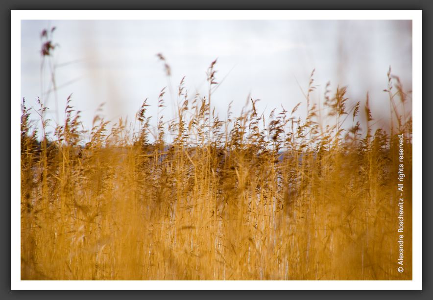 051112_LacKourula_017