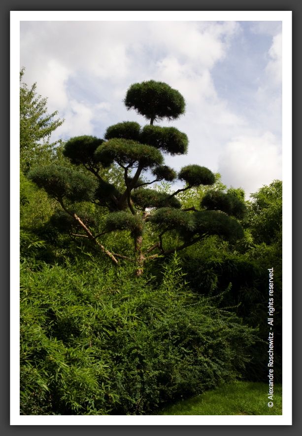 060811_Planetarium_JardinJaponais_041