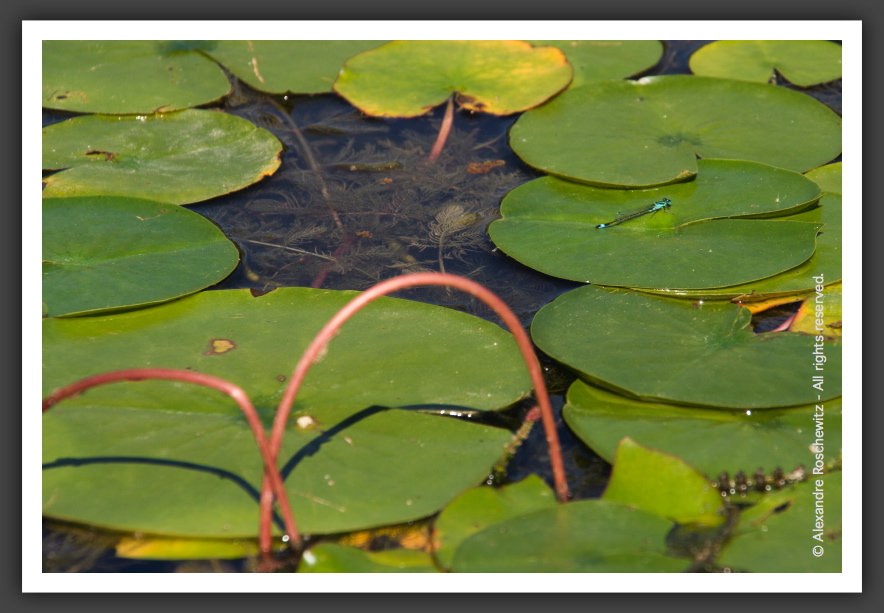 060901_JardinPublique_018
