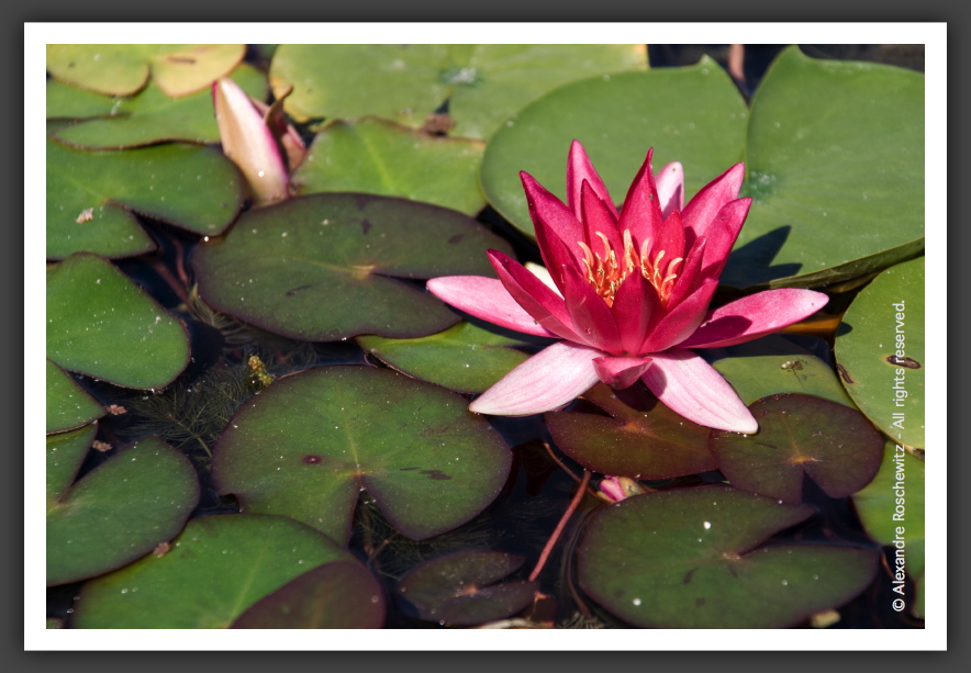 060901_JardinPublique_019