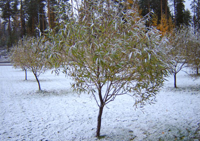 Premiers flocons