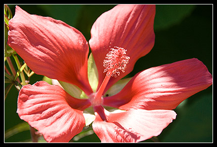 Fleur