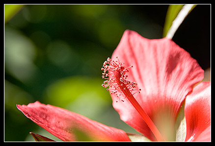Fleur