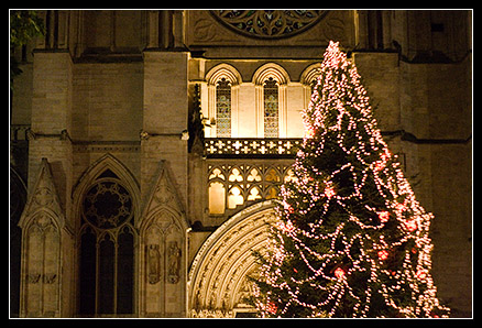 Sapin devant la cathédrale