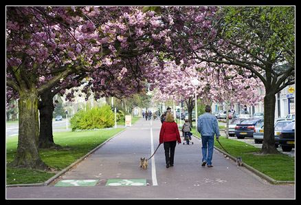 Avenue Foch Cerisier